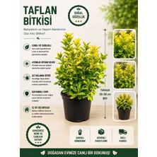 Mera Çiçekçilik Taflan Bitkisi