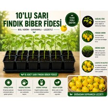 Mera Çiçekçilik Sarı Fındık Biber Fidesi 10 Adet
