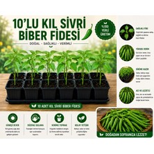 Mera Çiçekçilik Kıl Sivri Biber Fidesi 10 Adet