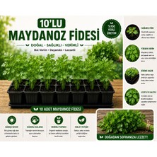 Mera Çiçekçilik Maydanoz Fidesi 10 Adet