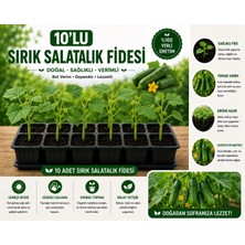 Mera Çiçekçilik Sırık Salatalık Fidesi 10 Adet