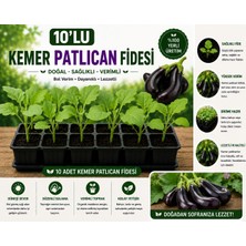 Mera Çiçekçilik Kemer Patlıcan Fidesi 10 Adet
