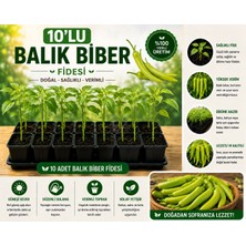 Mera Çiçekçilik Balık Biber Fidesi 10 Adet