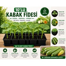 Mera Çiçekçilik Kabak Fidesi 10 Adet