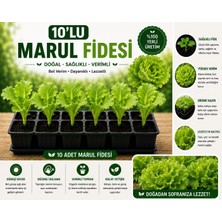 Mera Çiçekçilik Marul Fidesi 10 Adet