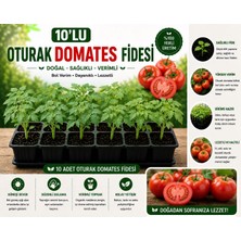 Mera Çiçekçilik Oturak Domates Fidesi 10 Adet