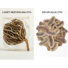 Bade Shop Meryem Ana Otu 1 Adet + Açlık Otu 100 Çayı gr | Doğal Detoks ve Sindirim Desteği