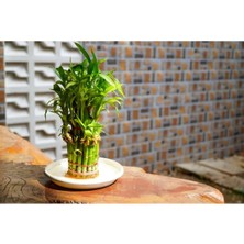 Bade Shop Şans Bambusu Tohumu - Lucky Bamboo - 5 Adet