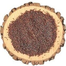 Zembilden Zbd Roka Tohumu 100 gr