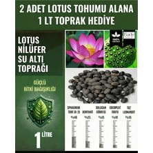 Bade Shop Lotus Çiçeği (Nilüfer) Tohumu - 2 Adet | Toprak Hediyeli (1 Lt Su Altı Torf Karışımı)
