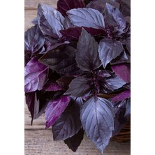 Bade Shop Doğal Mor Reyhan (Mor Fesleğen) Tohumu 2 gr 700 Adet – Aromatik ve Şifalı Bitki Tohumu