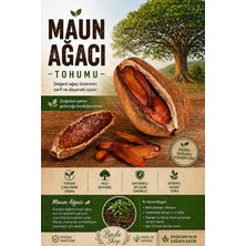 Bade Shop 2 Adet Maun Ağacı Tohumu (Mahogany) – Yüksek Çimlenme Garantili, Değerli ve Hızlı Büyüyen Ağaç