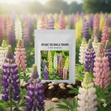 Bade Shop 50 Adet Acı Bakla Tohumu - Lupin Çiçeği Tohumu Karışık Renk (Lupinus)
