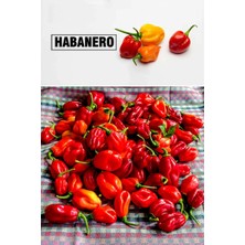 Kırmızı Habanero Biber Tohumu Acı