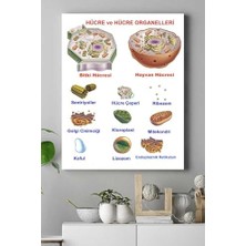 (PSTER15378) Hücre Eğitim Kanvas Tablo 40 x 60