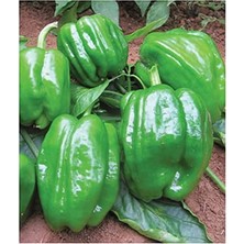 Hakay Yerli Dolma Biber Tohumu, 100 Adet