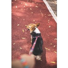 M-Pets Style Stripes Gezdirme Xs