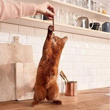 Gimcat Sticks Somonlu Ödül Çubuğu 10 * 5 gr