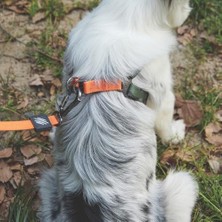 Wıld Jungle Harness (M)