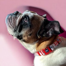 Köpek Boyun Tasması – Geri Dönüştürülmüş, Ayarlanabilir, Emniyet Tokalı – Küçük ve Büyük Irklar Için – Tüy Toplamaz, Yıkanabilir, Airtag & Isimlik Uyumlu,travel,small (2 Paketi)