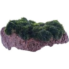 Marimo Rock Canlı Bitki