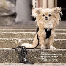 Curli Stretch Leash Ruby M