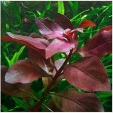 Ludwigia Repens Rubin Saksı- Canlı Bitki