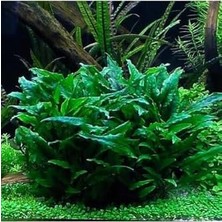 Cryptocoryne Wendtii Green Saksı Canlı Bitki