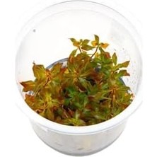 Ludwigia Mini Super Red In 200CC Canlı Bitki