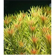 Limnophila Aromatica Saksı Canlı Bitki L109