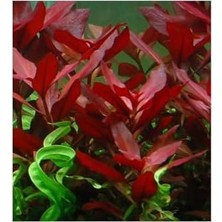 Ludwigia Repens Rubin Saksı Canlı Bitki TR-P292