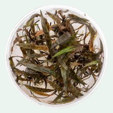 Cryptocoryne Nurii In Canlı Bitki