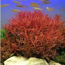 Nesaea Crassicaulis Saksı Canlı Bitki