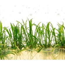 Cryptocoryne Parva Saksı Canlı Bitki