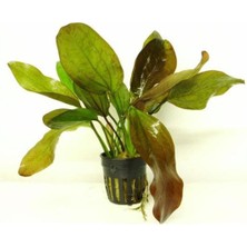 Echinodorus Fancy Twist Saksı Canlı Bitki