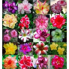 Esranın Dünyası Çöl Gülü (Desert Rose/adenium Obesum) 10 Adet Renkli Karışık Tohum - Egzotik Sukulent Bitki, Açık Alan ve Saksıda Kolay Yetişen, Yaz Dönemi Çiçek Açan