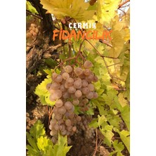 Çermik Fidancılık 3 Adet Aşılı Çermik Şire Bağ Üzümü Fidanı