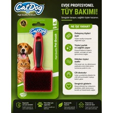 Cat Dog