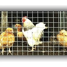 3x3 mm Galvanizli Bahçe Teli, 100X200 Cm, Dayanıklı ve Kullanışlı Hasır Kafes