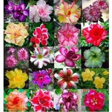 Esranın Dünyası Çöl Gülü (Desert Rose/adenium Obesum) 10 Adet Renkli Karışık Tohum - Egzotik Sukulent Bitki, Açık Alan ve Saksıda Kolay Yetişen, Yaz Dönemi Çiçek Açan