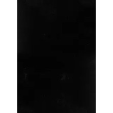 Youdayhomecollection Tavşan Poly 80X80