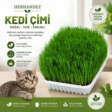 Hernandez 6 Çeşit Doğal Kedi Otu Mix Karışım Kedi Çimi