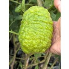 Ases Saksıda Meyve Veren 5 Yaş Bergamot Limon (Cıtrus Bergamia) Fidanı Boy 150-200CM