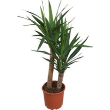 Kaptabahçe Iç Mekân İkili Yucca Bitkisi - Yucca Elephantipes - 45-90 cm