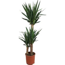 3 Kollu Yucca