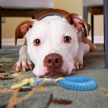 Hereveoyuncak Dayanıklı Köpek Diş Kaşıyıcı Vee Çiğneme Oyuncağı