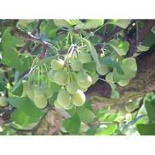 Esplendor 3 Tohum Ginkgo Biloba Mabet Ağacı Tohumu, Bahçe Için