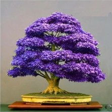 Esplendor Bodur Mor Azalea Bonsai Ağacı Tohumu Seti, 5 Adet