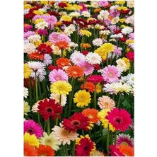 Esplendor Karışık Renkli Gerbera Çiçeği Tohumları, Bahçe Için Renkli Alternatif