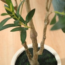 AyrStore Yapay Zeytin Ağaçları, Iç Mekan Için 1,5 M Uzunluğunda Sahte Zeytin Ağaçları, Zeytin Ipek Ağacı, Ev Dekoru ve Yeni Eve Taşınma Hediyesi Için Beyaz Saksılı Büyük Zeytin Bitkileri, 1 Paket